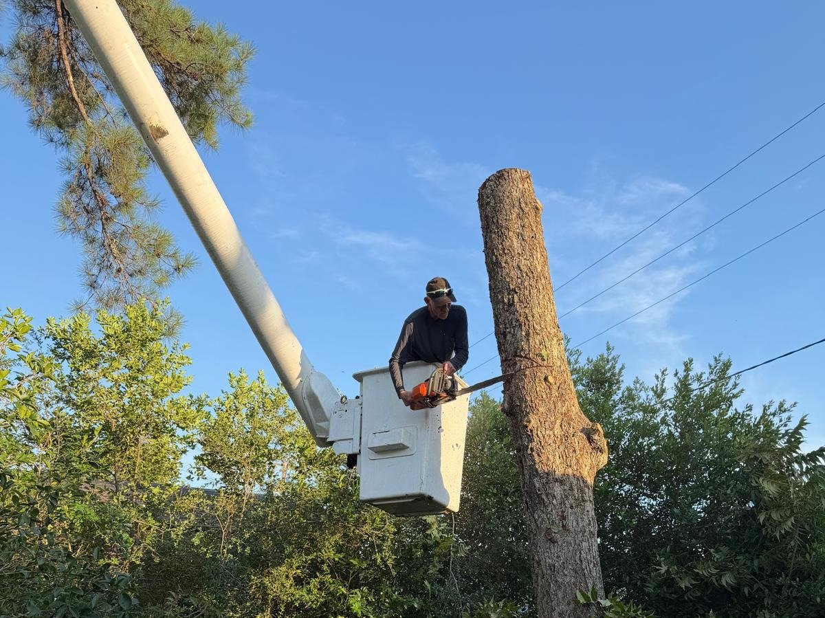 El Costeño Tree Service LLC